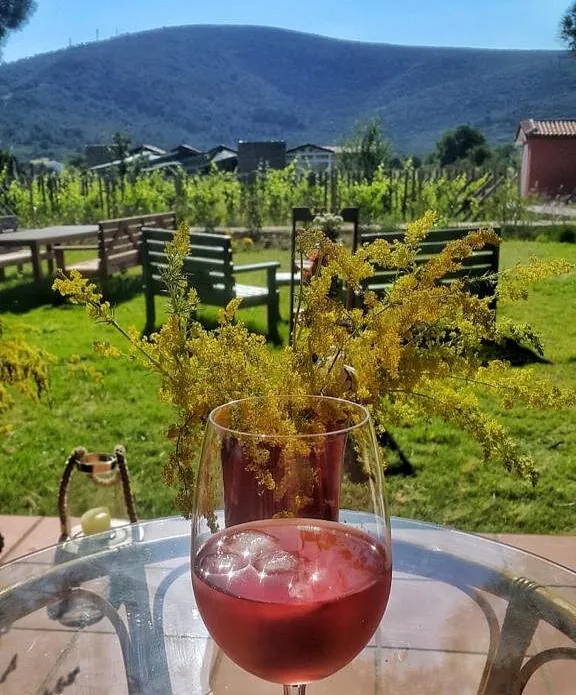 ION Village garden and vineyard view